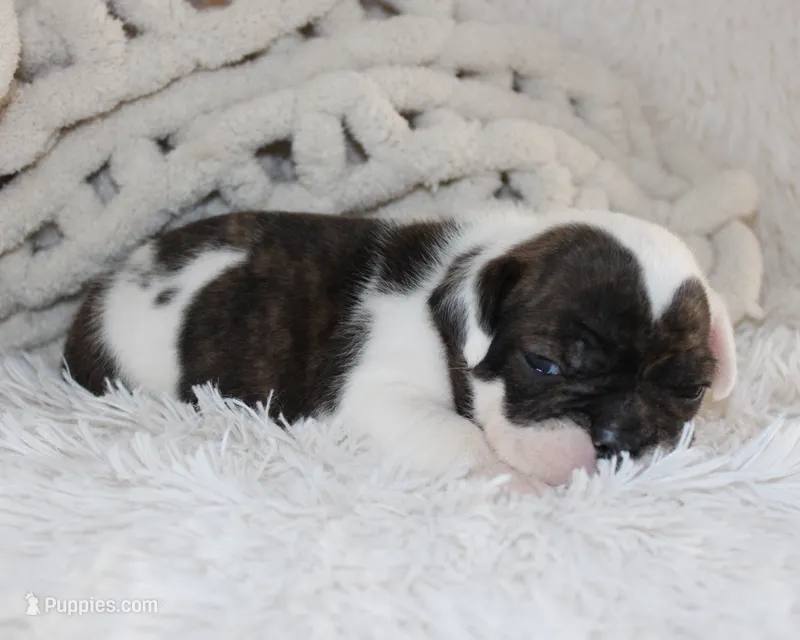 Harry – English Bulldog puppy for sale in Shipshewana, IN