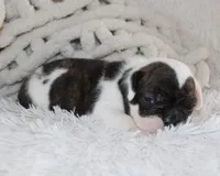 Harry, a male English Bulldog for sale in Shipshewana, IN – 1 of 9