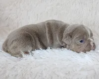 Kane, a male English Bulldog for sale in Shipshewana, IN – Photo 5 of 6