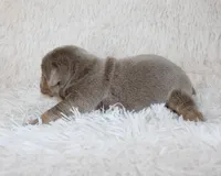 Kane, a male English Bulldog for sale in Shipshewana, IN – Photo 3 of 6