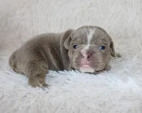 Kane, a male English Bulldog for sale in Shipshewana, IN – Photo 6 of 6