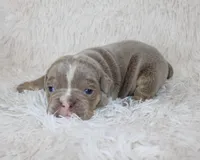 Kane, a male English Bulldog for sale in Shipshewana, IN – Photo 4 of 6