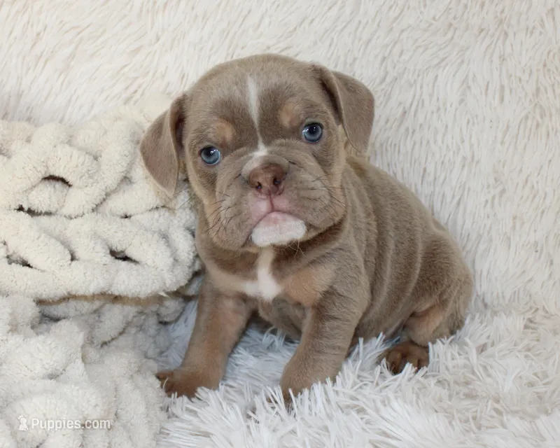 Kane – English Bulldog puppy for sale in Shipshewana, IN