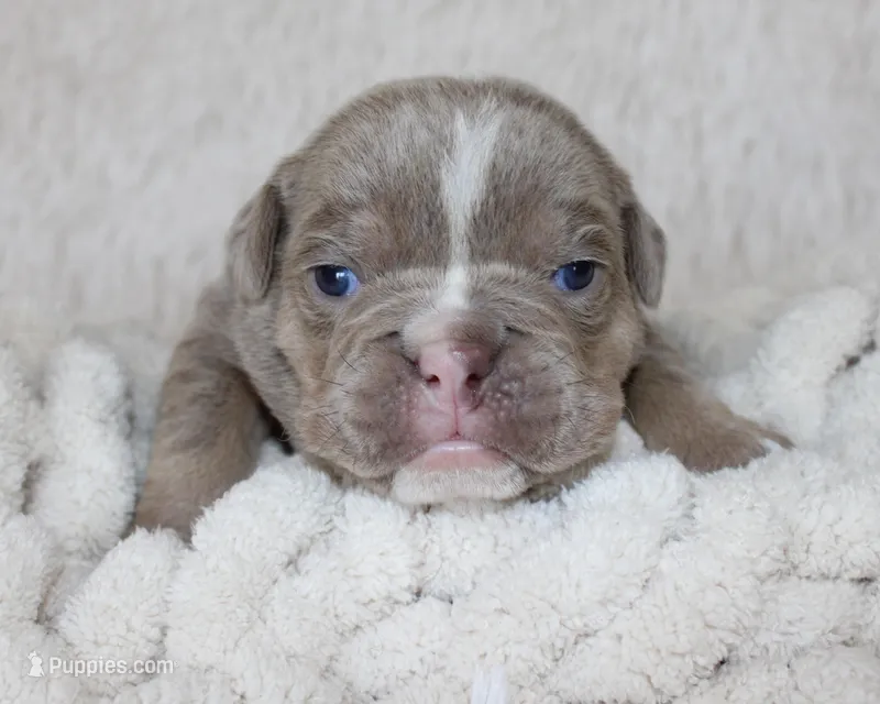 Kane – English Bulldog puppy for sale in Shipshewana, IN