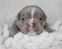 Kane, a male English Bulldog for sale in Shipshewana, IN – Photo 1 of 6