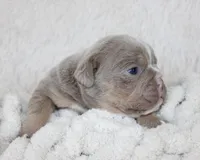 Kane, a male English Bulldog for sale in Shipshewana, IN – Photo 2 of 6