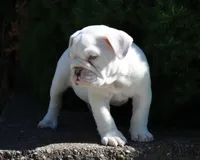 Zoey, a female English Bulldog for sale in Shipshewana, IN – 3 of 10