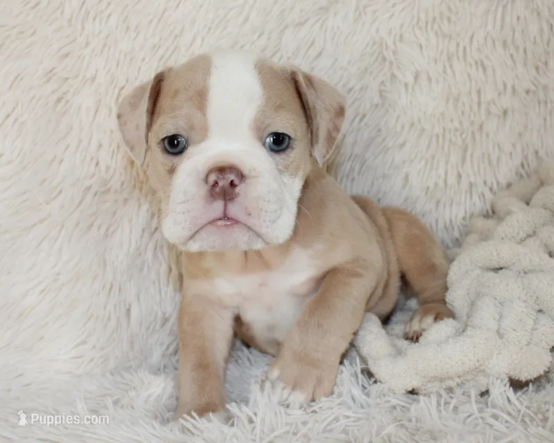 Kory – English Bulldog puppy for sale in Shipshewana, IN