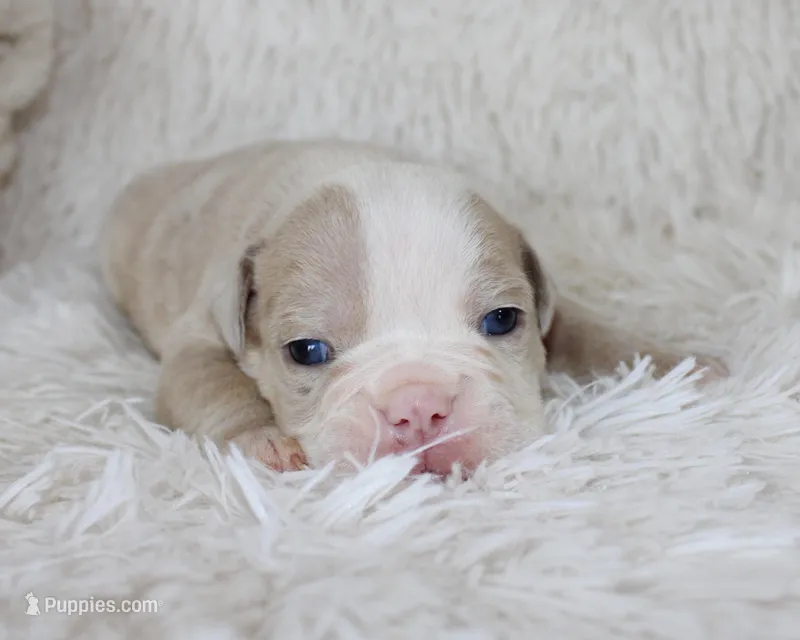 Kory – English Bulldog puppy for sale in Shipshewana, IN