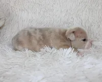 Kory, a male English Bulldog for sale in Shipshewana, IN – Photo 5 of 6