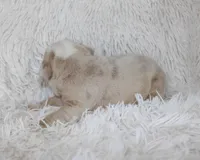 Kory, a male English Bulldog for sale in Shipshewana, IN – Photo 4 of 6