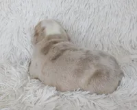 Kory, a male English Bulldog for sale in Shipshewana, IN – Photo 2 of 6