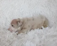 Kory, a male English Bulldog for sale in Shipshewana, IN – Photo 6 of 6