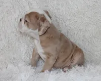 Kory, a male English Bulldog for sale in Shipshewana, IN – 6 of 9