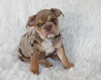 Kyah, a female English Bulldog for sale in Shipshewana, IN – 8 of 10