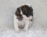 Harry, a male English Bulldog for sale in Shipshewana, IN – 9 of 10