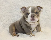 Indi Rose, a female English Bulldog for sale in Shipshewana, IN – 3 of 10