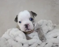 Halle, a female English Bulldog for sale in Shipshewana, IN – 3 of 6