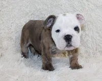 Curry, a male English Bulldog for sale in Shipshewana, IN – 2 of 10
