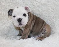 Curry, a male English Bulldog for sale in Shipshewana, IN – 6 of 10