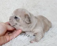 Lassie, a female French Bulldog for sale in Shipshewana, IN – Photo 3 of 5