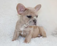 Lassie, a female French Bulldog for sale in Shipshewana, IN – 2 of 8
