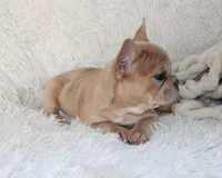 Lassie, a female French Bulldog for sale in Shipshewana, IN – 8 of 8