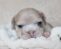 Lassie, a female French Bulldog for sale in Shipshewana, IN – Photo 2 of 5