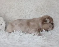 Lassie, a female French Bulldog for sale in Shipshewana, IN – Photo 4 of 5