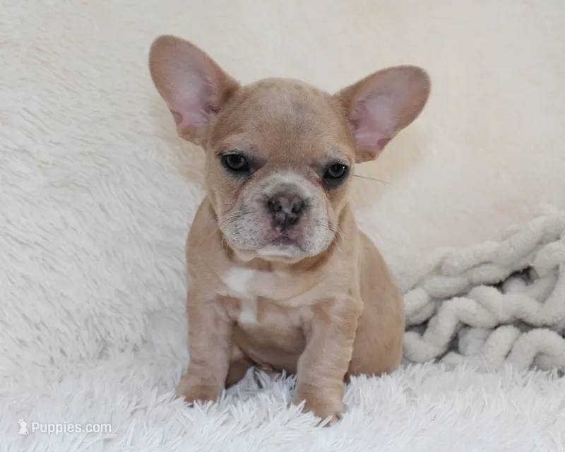 Lassie – French Bulldog puppy for sale in Shipshewana, IN