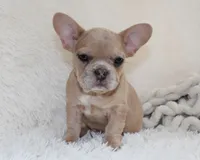 Lassie, a female French Bulldog for sale in Shipshewana, IN – 1 of 8