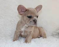 Lassie, a female French Bulldog for sale in Shipshewana, IN – 4 of 8