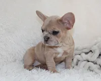Lassie, a female French Bulldog for sale in Shipshewana, IN – 7 of 8