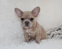 Lassie, a female French Bulldog for sale in Shipshewana, IN – 6 of 8