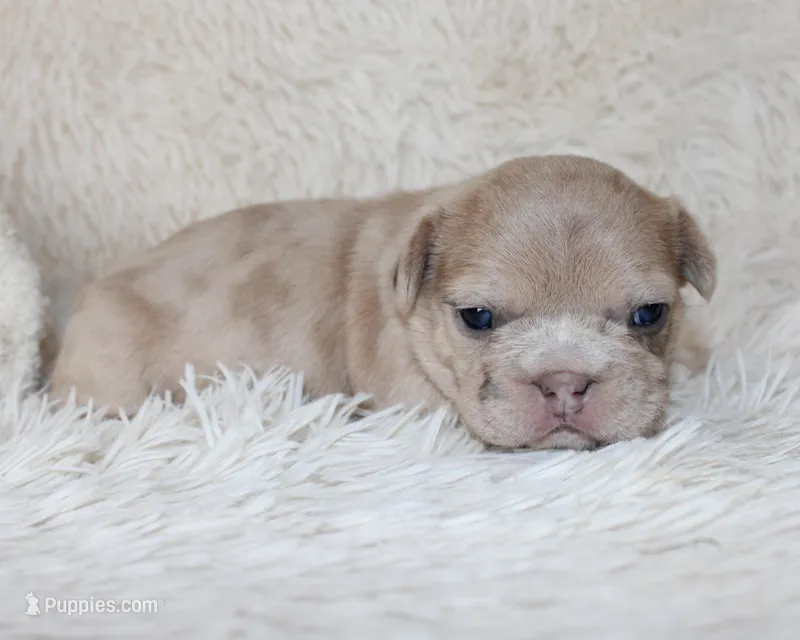 Lassie – French Bulldog puppy for sale in Shipshewana, IN