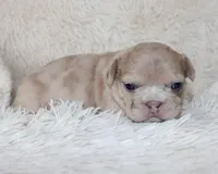 Lassie, a female French Bulldog for sale in Shipshewana, IN – Photo 1 of 5