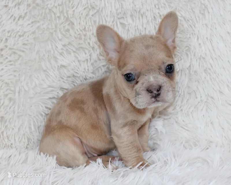 Lassie – French Bulldog puppy for sale in Shipshewana, IN