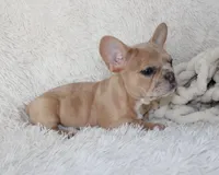 Lassie, a female French Bulldog for sale in Shipshewana, IN – 5 of 8