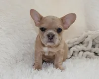 Lassie, a female French Bulldog for sale in Shipshewana, IN – 3 of 8