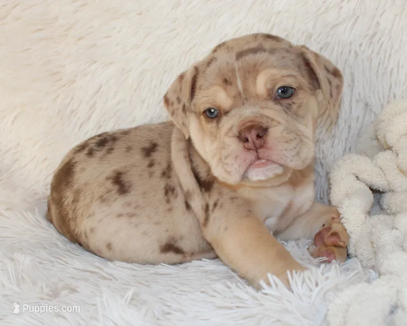 Kato – English Bulldog puppy for sale in Shipshewana, IN