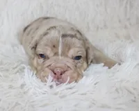 Kato, a male English Bulldog for sale in Shipshewana, IN – Photo 4 of 6