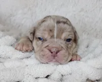 Kato, a male English Bulldog for sale in Shipshewana, IN – Photo 2 of 6