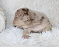 Kato, a male English Bulldog for sale in Shipshewana, IN – Photo 5 of 6
