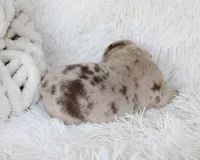 Kato, a male English Bulldog for sale in Shipshewana, IN – Photo 3 of 6