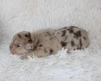 Kato, a male English Bulldog for sale in Shipshewana, IN – Photo 6 of 6