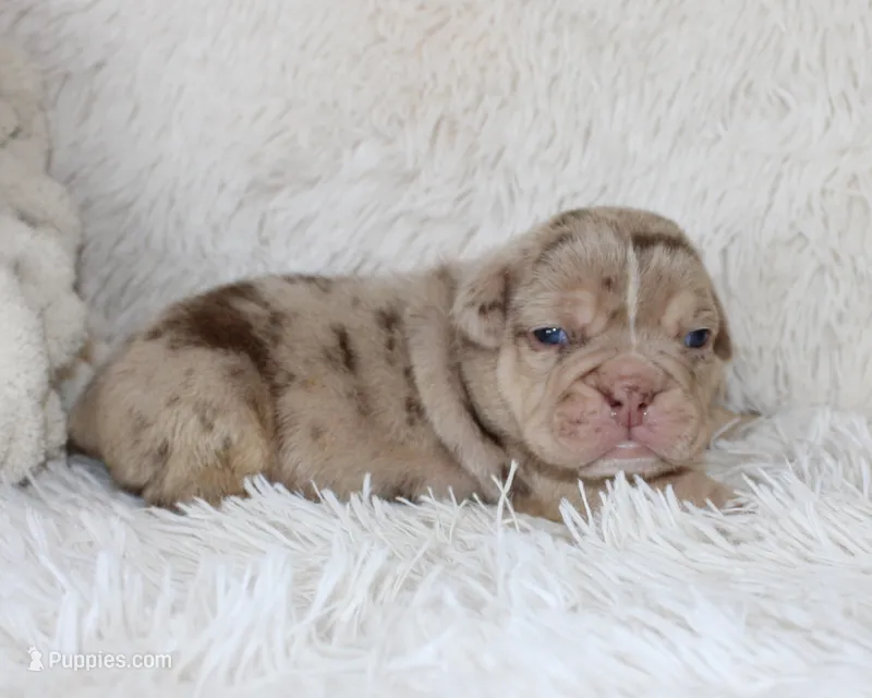 Kato – English Bulldog puppy for sale in Shipshewana, IN