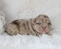 Kato, a male English Bulldog for sale in Shipshewana, IN – Photo 1 of 6