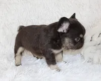 Jake, a male French Bulldog for sale in Shipshewana, IN – Photo 5 of 7