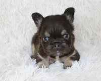 Jake, a male French Bulldog for sale in Shipshewana, IN – Photo 1 of 7