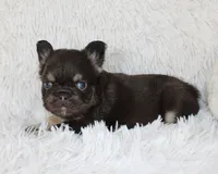 Jake, a male French Bulldog for sale in Shipshewana, IN – Photo 4 of 7